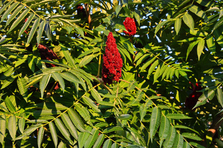 Green leaves and red inflorescences of the seeds of sumac deer or sumac fluffy or vinegar tree (lat....