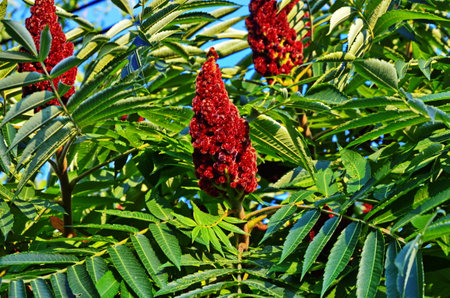 Green leaves and red inflorescences of the seeds of sumac deer or sumac fluffy or vinegar tree (lat. Rhus typhina).の写真素材