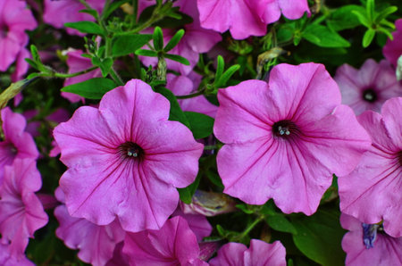 Close up of a flower border with colorful flowering Petunia Wave Sweetheartの写真素材
