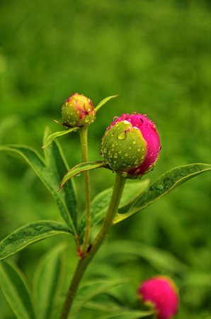 Pink peonies in the garden. Blooming pink peony. Closeup of beautiful pink Peonie flower.の写真素材