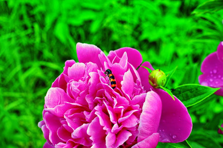 Pink peonies in the garden. Blooming pink peony. Closeup of beautiful pink Peonie flower.の写真素材