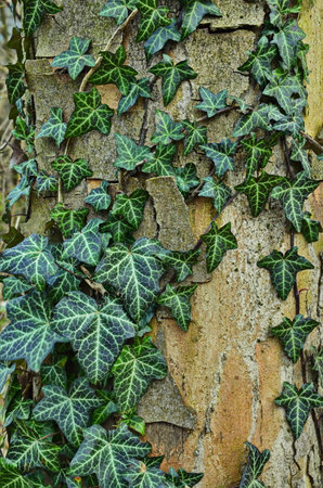 Weaving ivy on the bark of an old tree. natural texture, background, close-upの写真素材