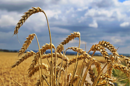 Beautiful rural landscape during harvesting.の写真素材