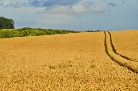 Beautiful rural landscape during harvesting.