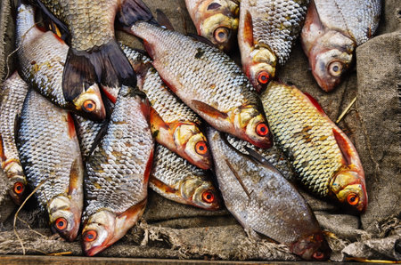 Fresh fish in the shopping basket. A shopping basket with fresh live fish. Fish in the basket.の写真素材