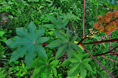 Ricinus communis, the castor oil plant, is a species of flowering plant in the spurge family,...