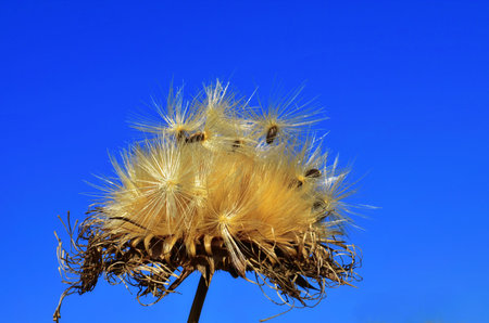 Fluffy fruits of thistle are filled with seeds.