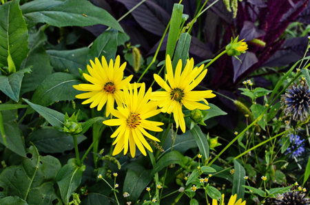 Silphium perfoliatum, the cup plant or cup-plant, is a species of flowering plant in the family Asteraceae, energy crop, silage, biomassの写真素材