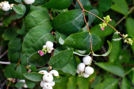 Symphoricarpos albus (Common Snowberry) plant with white berries. Caprifoliaceae or honeysuckle family.の写真素材