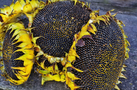 ripe sunflower inflorescence with big fresh seedsの写真素材