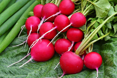 The first harvest from an organic bed.