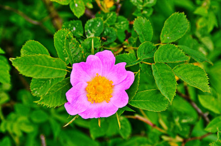 Dog rose (Rosa canina) pink flower in dune vegetation nature reserve. Dog rose very prickly,...