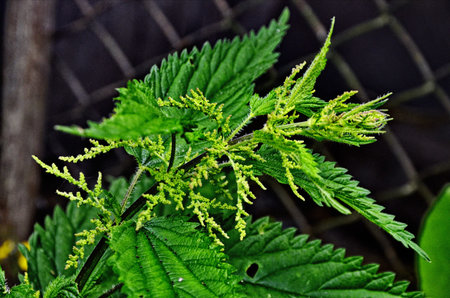 The herb having the stinging cages.の写真素材