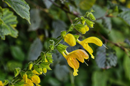 Sticky sage, Jupiter's sage, Salvia glutinosa, erect perennial herb with glandular tomentose leaves and yellow 3-5 cm long flowers in clusters,の写真素材