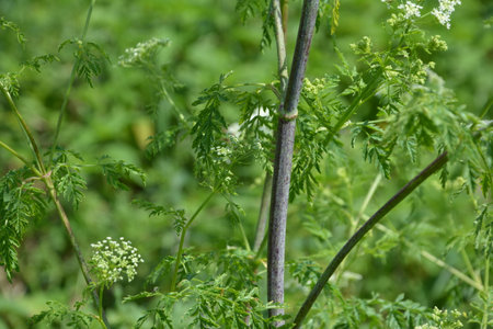 Hemlock (Conium maculatum) stem showing purple blotches. The stem of the poisonous hemlock plant, with purple spots.の写真素材