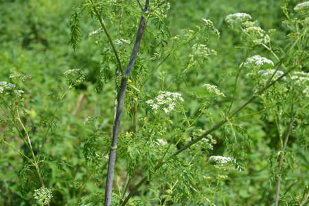 Hemlock (Conium maculatum) stem showing purple blotches. The stem of the poisonous hemlock plant, with purple spots.の写真素材