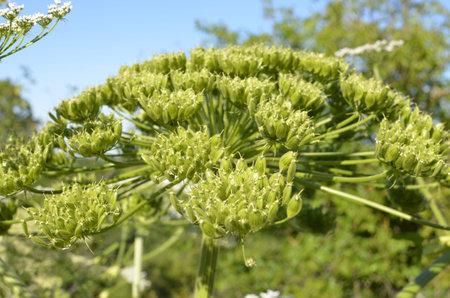 Giant inflorescence of Hogweed plant (heracleum sphondyl) against blue sky and beautiful white...
