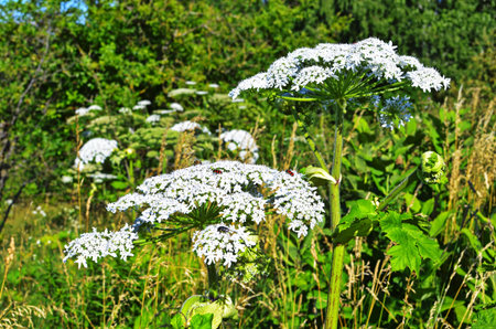 Harmful plant cow parsnip. The flower of cow parsnip. Large white inflorescences of cow parsnip...