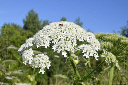 Harmful plant cow parsnip. The flower of cow parsnip. Large white inflorescences of cow parsnip close-up. Large flowers of cow parsnip at close range.の写真素材