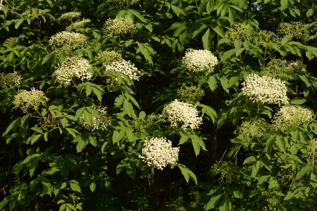 Elderberry flower. Elder, green fox in a garden, white flowers on a bush, flowering elder. Flower...