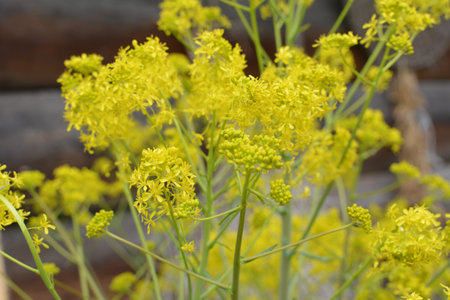 The honey-bearing plant Woad (Isatis tinctoria) blooms beautifully in the spring garden. Selective...