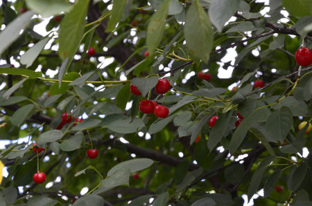 Ripe sour Cherries, also known as tart cherries, scientific name Prunus cerasus, hanging in between...