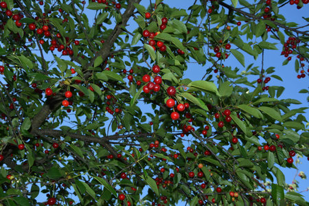 Sour cherry tree (Prunus cerasus) in the garden. New harvest of Prunus cerasus sour cherry, tart or...