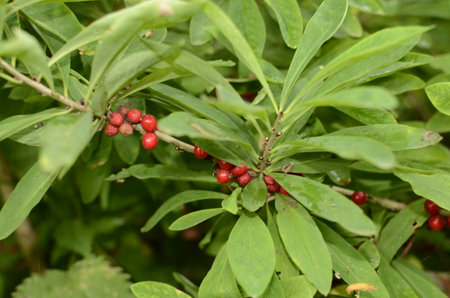 Daphne mezereum red poisonous berries in summer forest, mezereum, spurge laurel, spurge olive.の写真素材