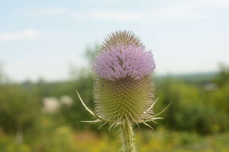 Flowers of wild teasel in autumn, also called Dipsacus fullonum or wilde karde, selected focusの写真素材