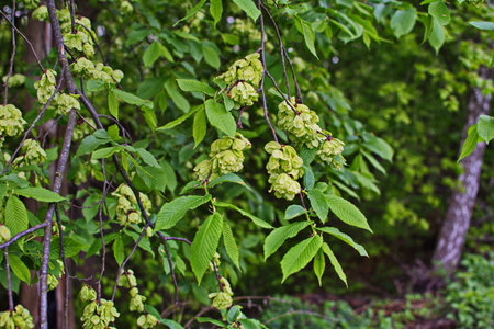 Elm leaves and seeds.Flowers of Elms, The branch of the elm with elm fruit in the spring