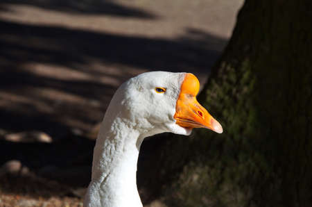 Head of the goose close up a cheerful muzzle.White goose head portrait close up.の写真素材
