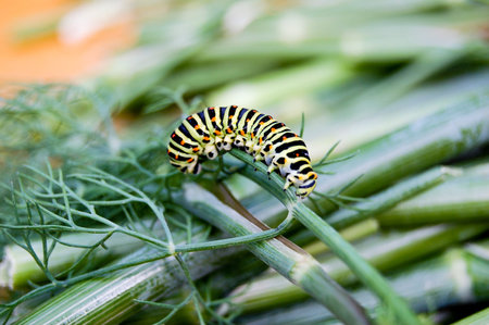 Caterpillar of the bedsore of the Hawk Moth (Hyles gallii) from Ukraine. A large caterpillar crawls...