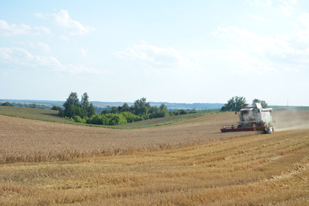 August. 2020. Rivne region. Zdolbunov. Ukraine.Harvesters harvest agricultural crops: wheat, rye, oats, barley.agricultural landscape with heavy harvesting equipment.のeditorial素材