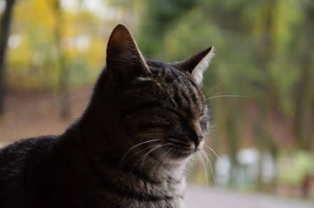 A flattering striped cat sits on a tree stand. Portrait of a cat. The cat washes a paw. Blurred back background.の写真素材