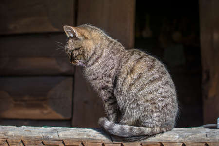 A flattering striped cat sits on a tree stand. Portrait of a cat. The cat washes a paw. Blurred back background.の写真素材