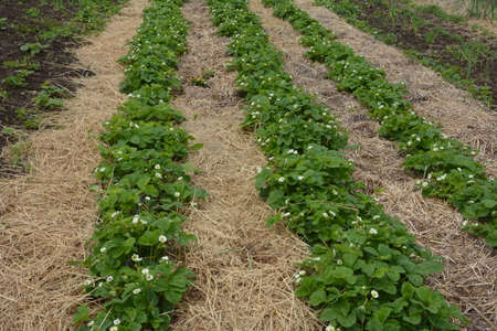 The blossoming strawberry plantation. Rows of strawberries mulched with straw. Mulching strawberries in the garden.の写真素材