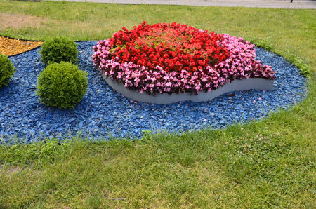 A flower bed of flowers in the city park. Red and pink begonia and marigold with artificial decorative white stone, landscape designの写真素材