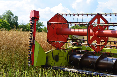 Combine removes rapes on the field. Rapeseed harvesting by combine on summer field. Modern harvester...
