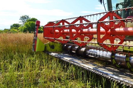 Combine removes rapes on the field. Rapeseed harvesting by combine on summer field. Modern harvester...