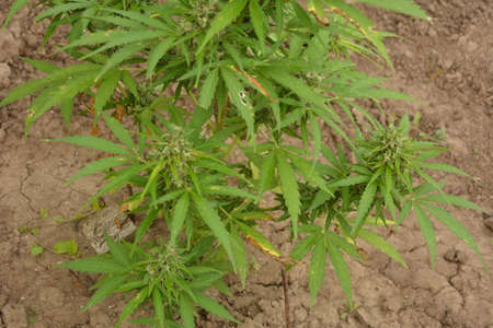 Large buds on hemp plants soon to be harvested for CBD oil production. Golden light on crop of cannabis plants in farm field. Commercial hemp production. Not marijuana. Natural health concept.の写真素材
