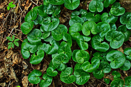 Top view to the young green foliage of Asarum europaeum plants (European Wild Ginger, Asarabacca, Wild Spikenard)の写真素材