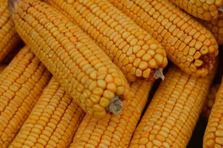 Many ears of yellow dry corn in the sunlight. Corn storage