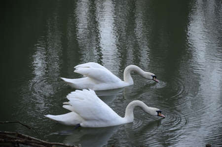 White swan swimming and looking for food under water in the lake. Beautiful wild swan bird floating on the water surface and feedingの写真素材