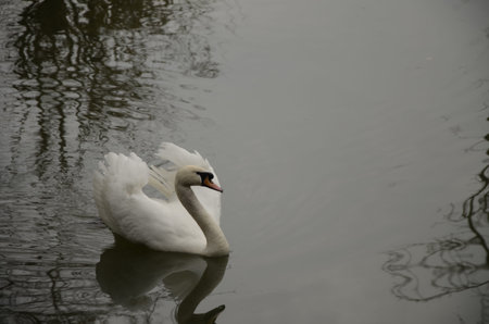 White swan swimming and looking for food under water in the lake. Beautiful wild swan bird floating on the water surface and feedingの写真素材