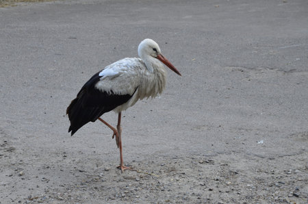 white stork, white storks (Ciconia ciconia)