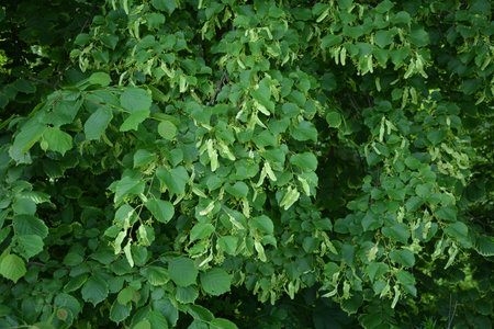 Green floral background of flowering linden tree branches. Linden tea is not only a refined taste,...