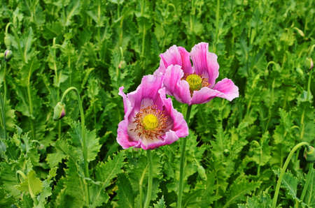 Papaver somniferum the opium poppy is a species of flowering plant in the family Papaveraceae It is the species of plant from which opium and poppy seeds are derived and is a valuable ornamental plantの写真素材