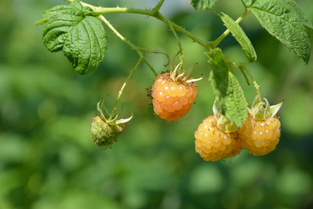Lots of red ripe yellow raspberries on a bush. Close up of fresh organic berries with green leaves...