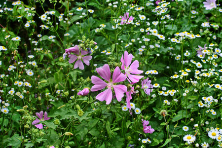 Wild mallow - Althaea officinalis, Malva sylvestris, Mallow plant with lilac pink flowers. Its...