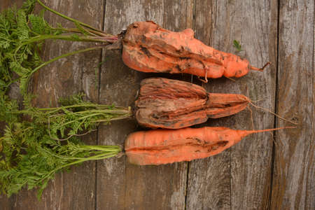 mature but cracked orange carrots lying on the ground. Agricultural field during harvesting. Photo close upの写真素材